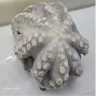 Best Octopus Indonesia